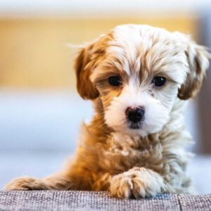Cadells (puppy)